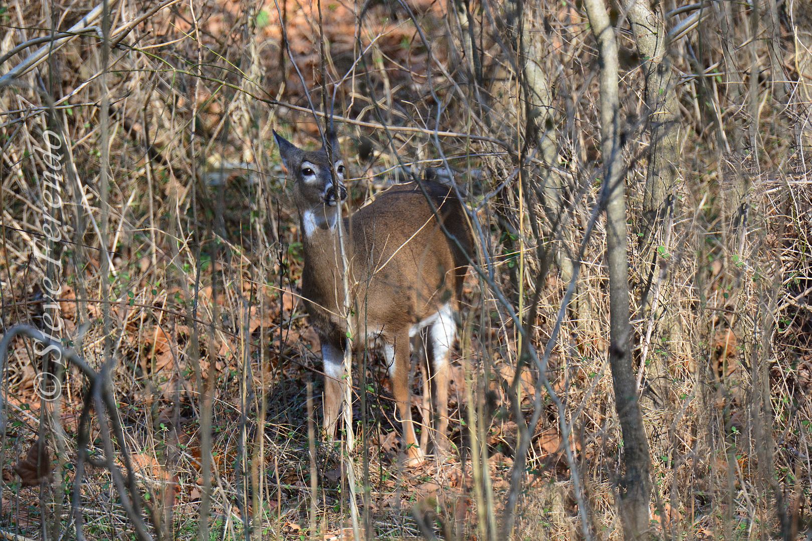 "Natural World" Through My Camera Whitetail Rut Is Slowing Down